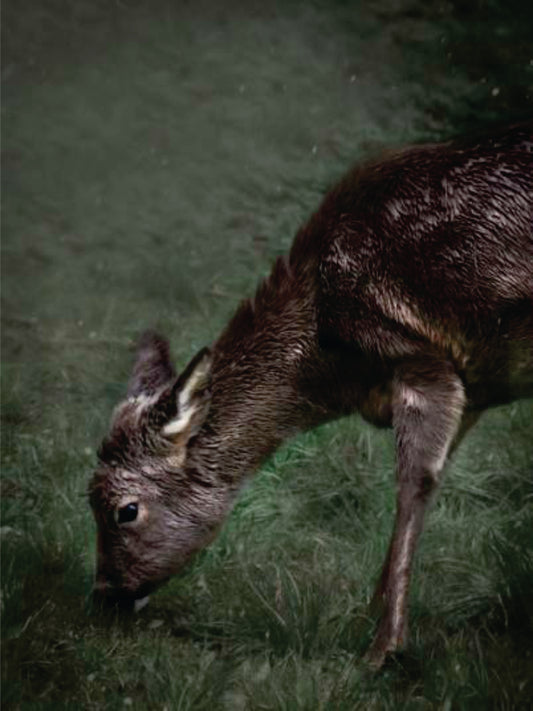 Bambi en el Jardín - Serie Bosque Encantado