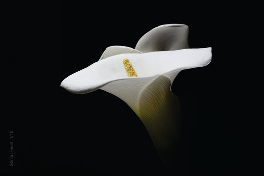 Vaso de leche 3 