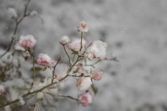 Flores de nieve - Serie Bosque encantado 