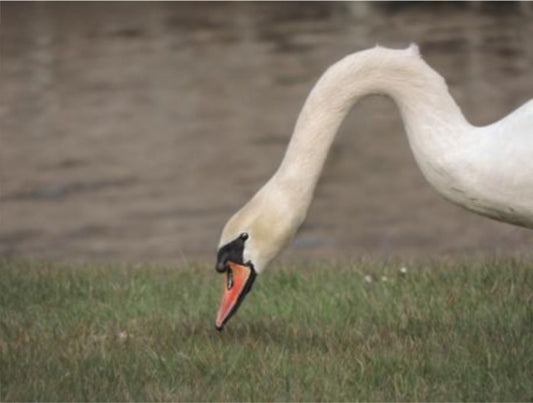 Cisne Nórdico - Serie Bosque Encantado 