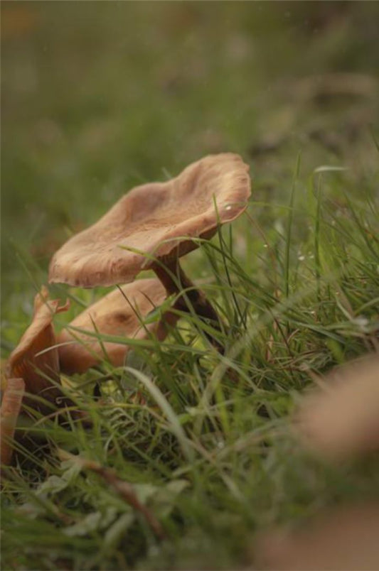 Hongos encantados - Serie Bosque encantado 