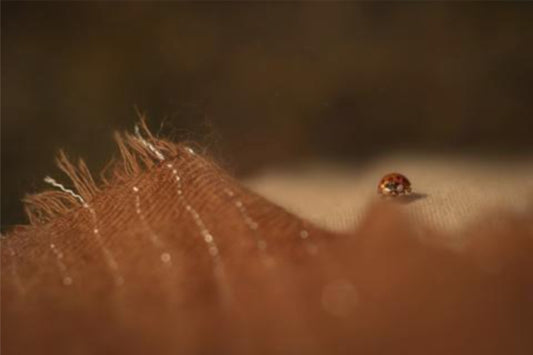 Lady Bug - Serie del Bosque Encantado