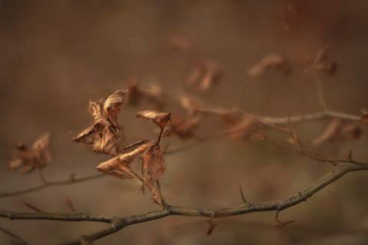 Hojas de otoño - Serie Bosque Encantado