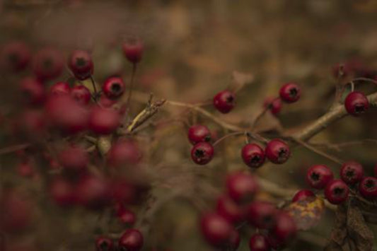 Red Bush - Serie Bosque Encantado