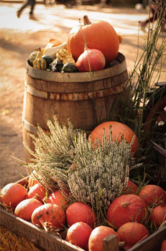 Série Dinamarca - Pumpkins