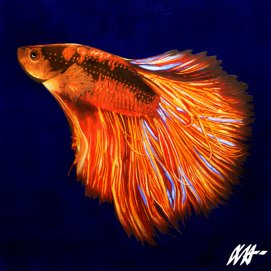 Beta Fish - Brazilian Vibes Series